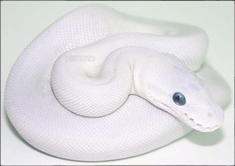 Blue eyed lucy ball python - Are blue-eyed leucistic ball pythons venomous? No, like all ball pythons, they’re non-venomous and pose no threat to humans. They’re constrictors and use their …